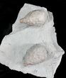 D Cystoid (Holocystites) Fossil - Indiana #25135-2